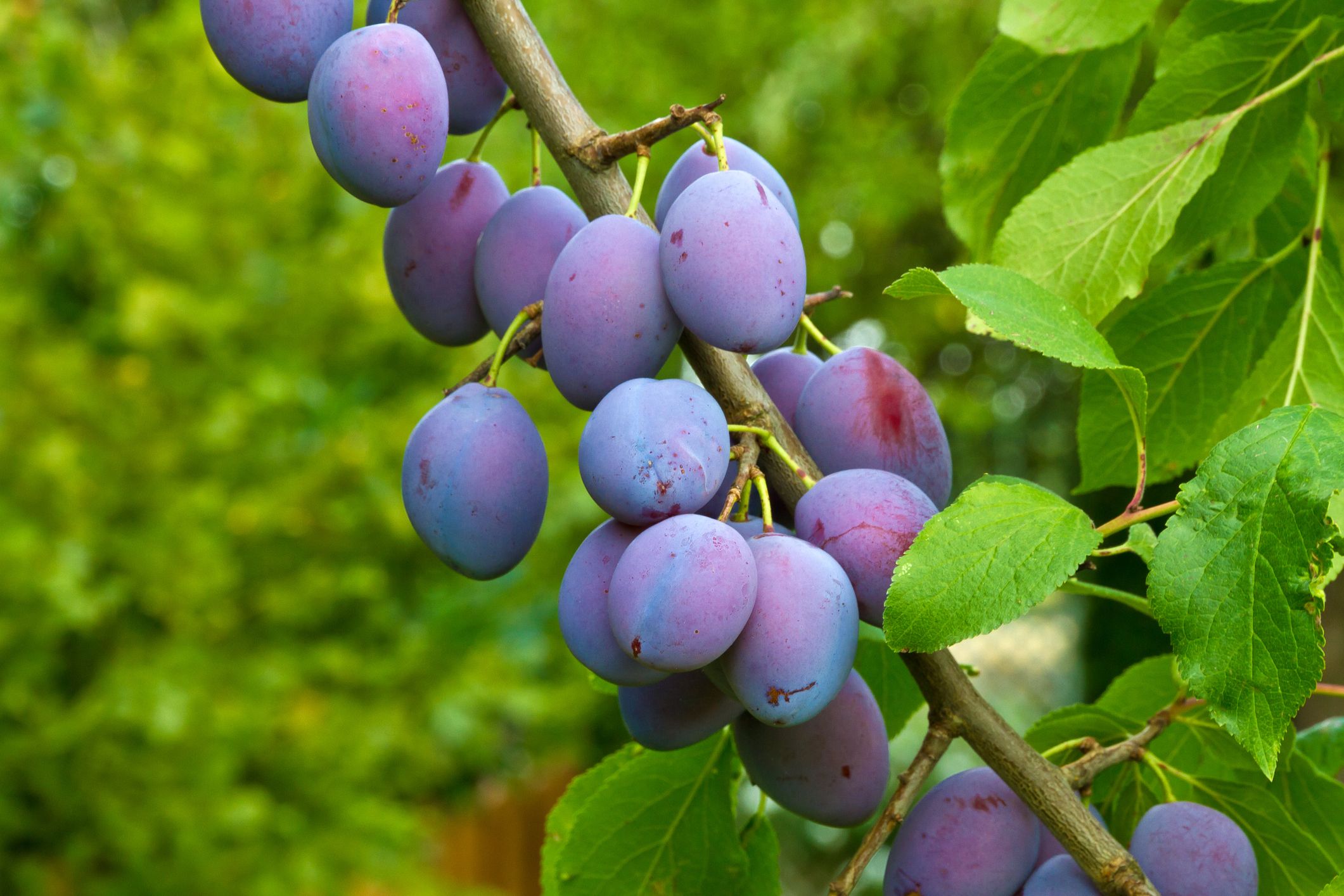 plums